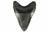 Juvenile Megalodon Tooth - South Carolina #164948-2